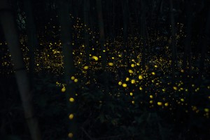 2014_06_09ヒメボタル
