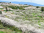 牛尾梅林