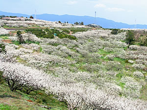 牛尾梅林