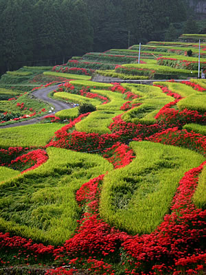 江里山の棚田