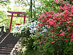 小城公園のツツジ
